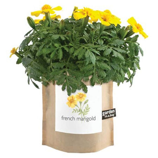 Garden in a Bag | French Marigold